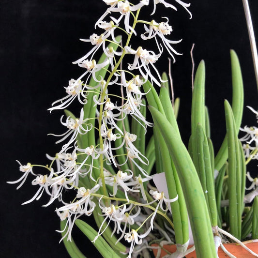Dendrobium wassellii