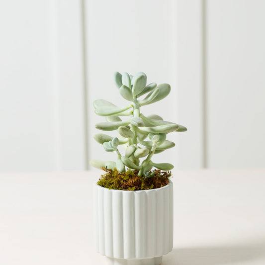 Carmen Pot - 4.5" (light blue)