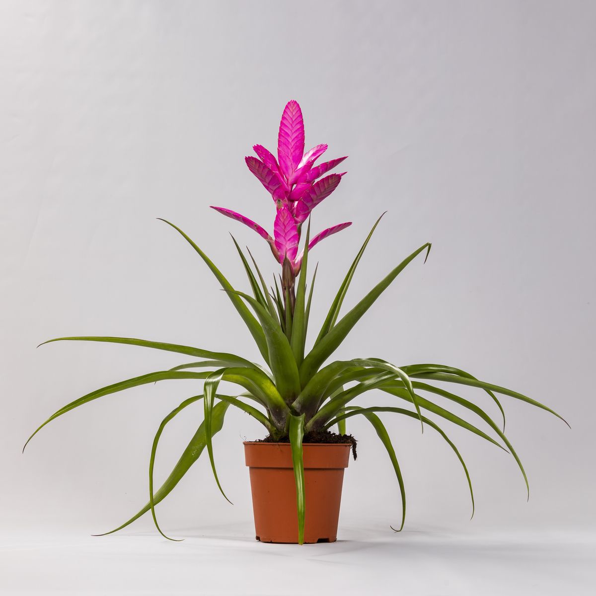 Tillandsia 'antonio' - 6"