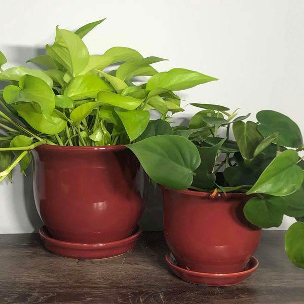 Aurora Bell Planter - 6"