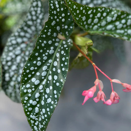 Begonia angel wing 'double dot' - 4"