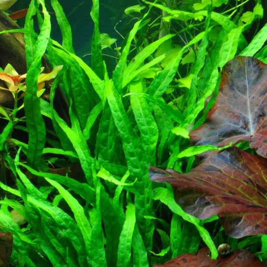 Microsorum peteropus narrow leaf red