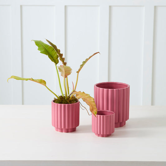 Carmen Pot 5.5" (pink)
