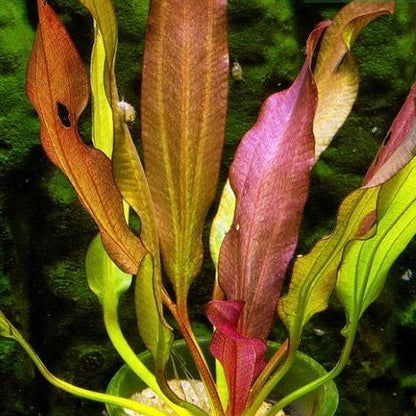 Kleiner Prinze Sword - 2"