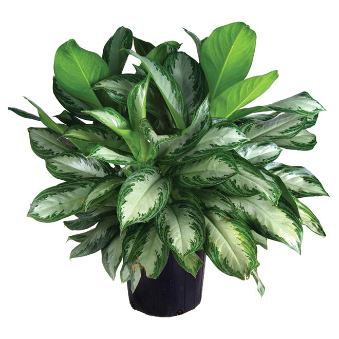 Aglaonema assorted - 12"