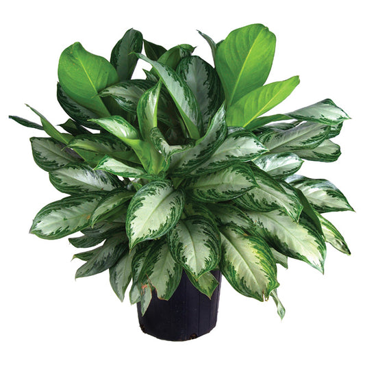Aglaonema assorted - 12"