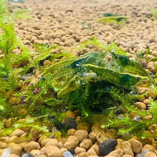 Green Jade Shrimp