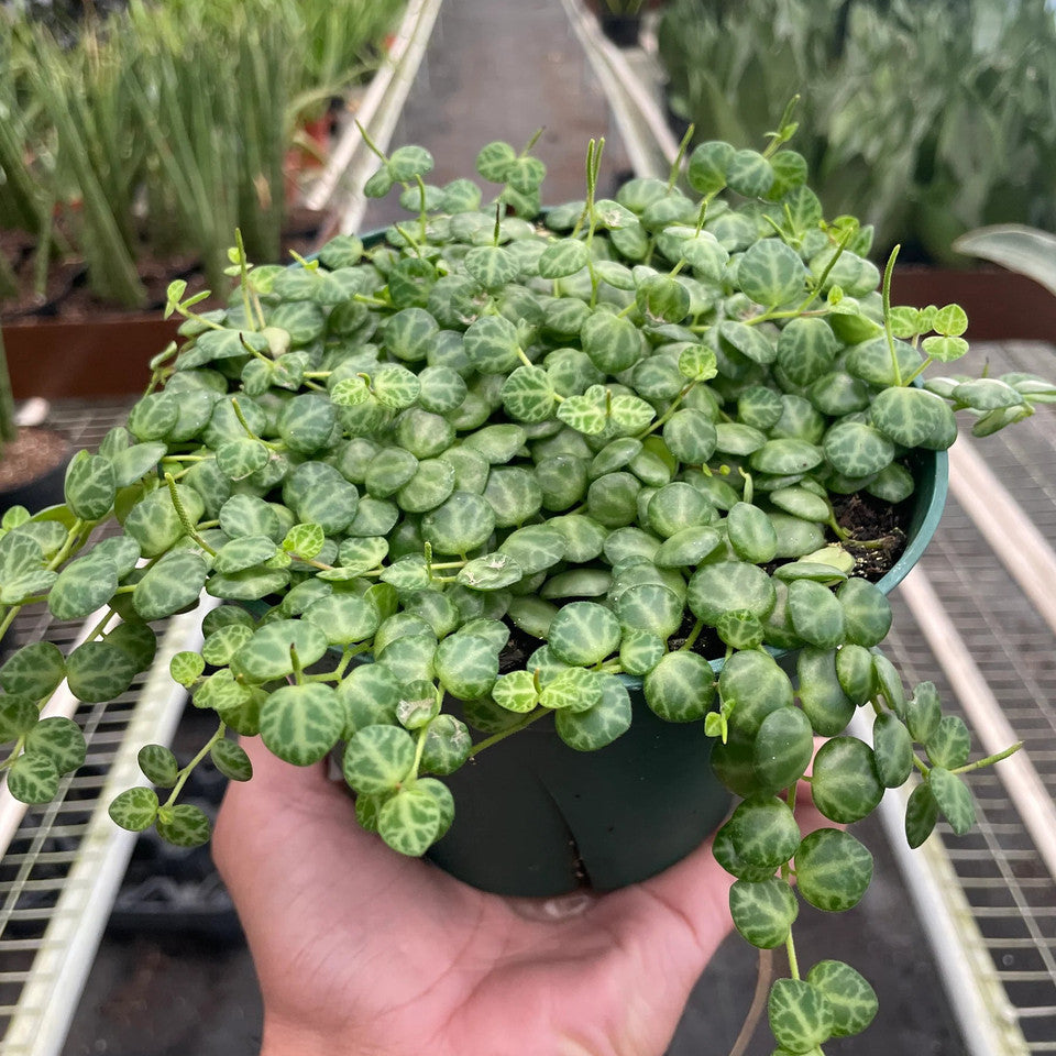 Peperomia prostrata - HB 6"