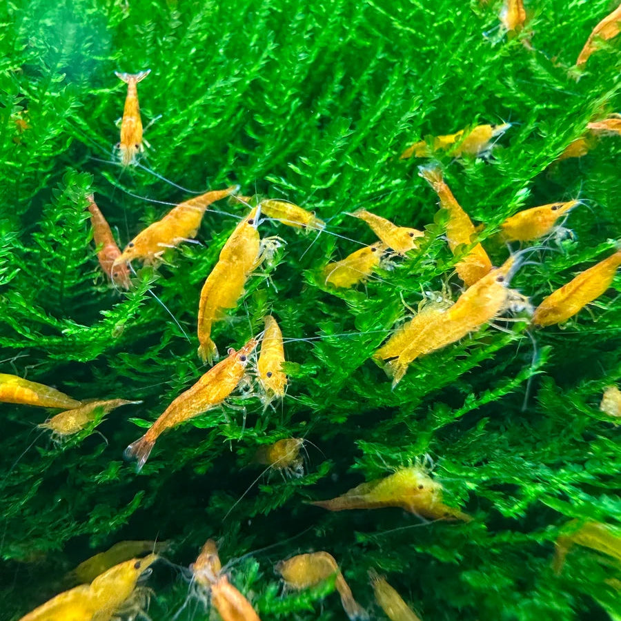 Orange Sakura Shrimp