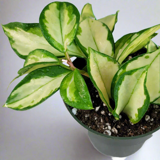 Hoya australis tricolor - 4"