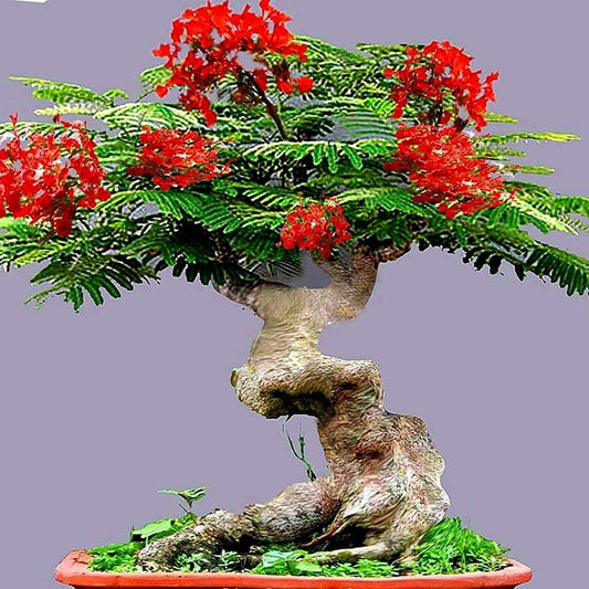 Delonix regia - 4"