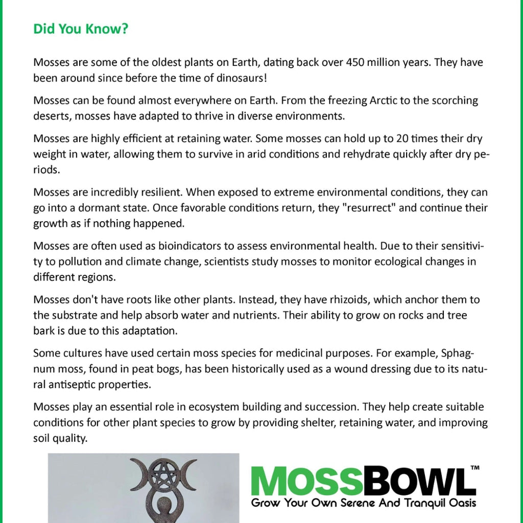 Mossbowl Glass Terrarium