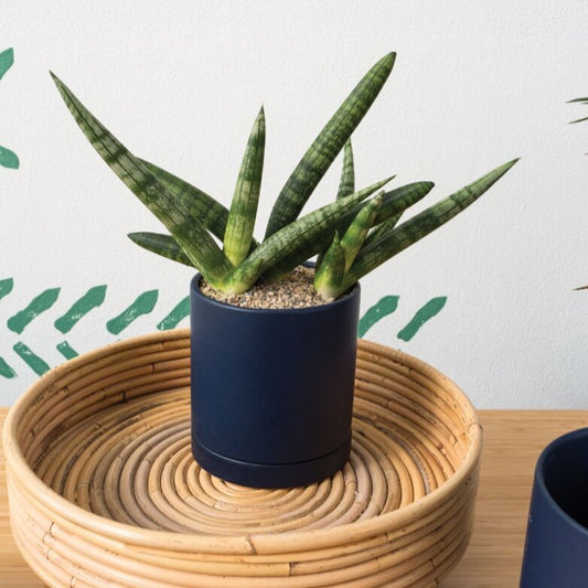 Romey - 4.25" dark blue