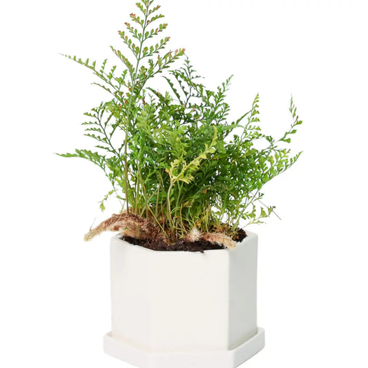 Boho Crystal Pot - 4.5"