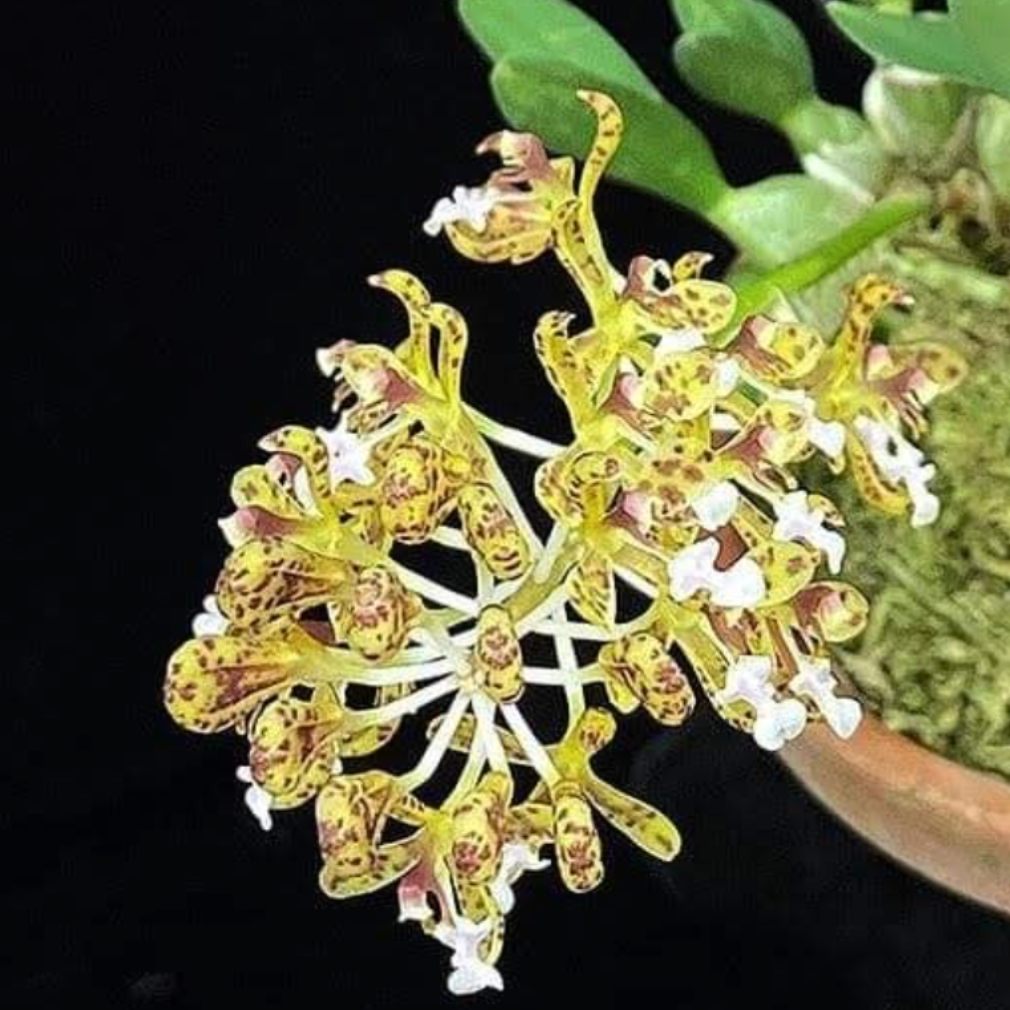 Acriopsis Densiflora