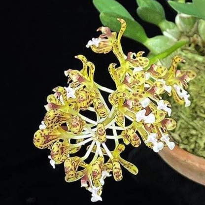 Acriopsis Densiflora