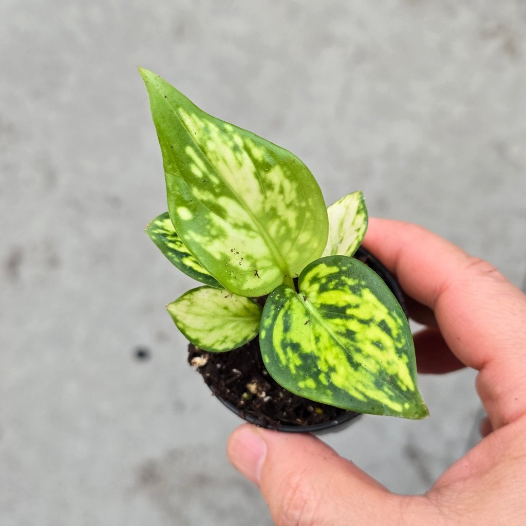 Aglaonema 'White Valentine' - 2