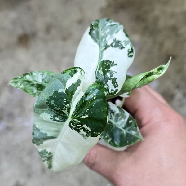 Alocasia_Frydek_Variegata_gran