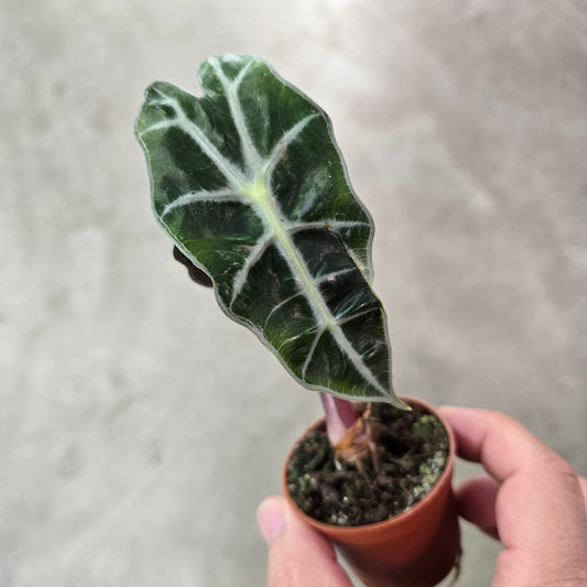 Alocasia amazonica Polly - 2"