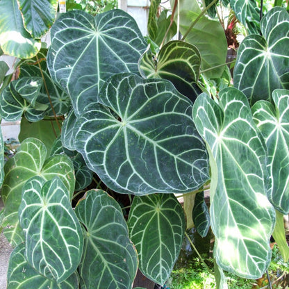 Anthurium magnificum - 2"