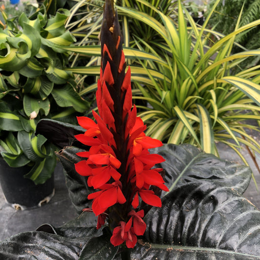 Aphelandra nova fuego - 2"