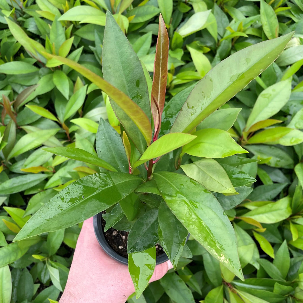 Ardisia humilis - 4"