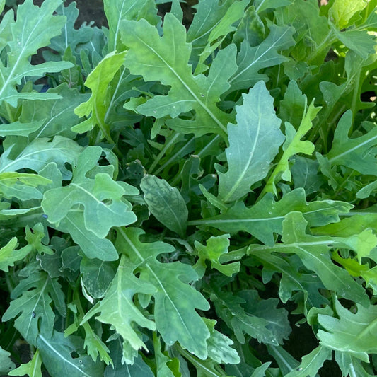 Arugula Pak - 3.5"