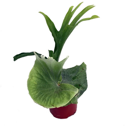 Platycerium superbum - 6" (mounted)