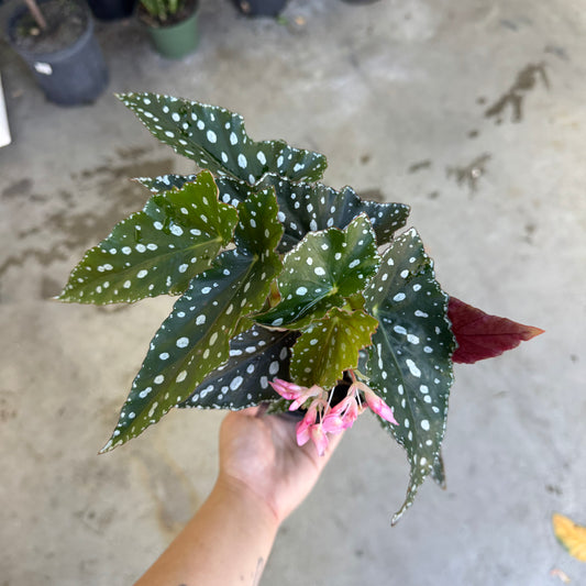 Begonia maculata 'Spotlight Green' - 4"