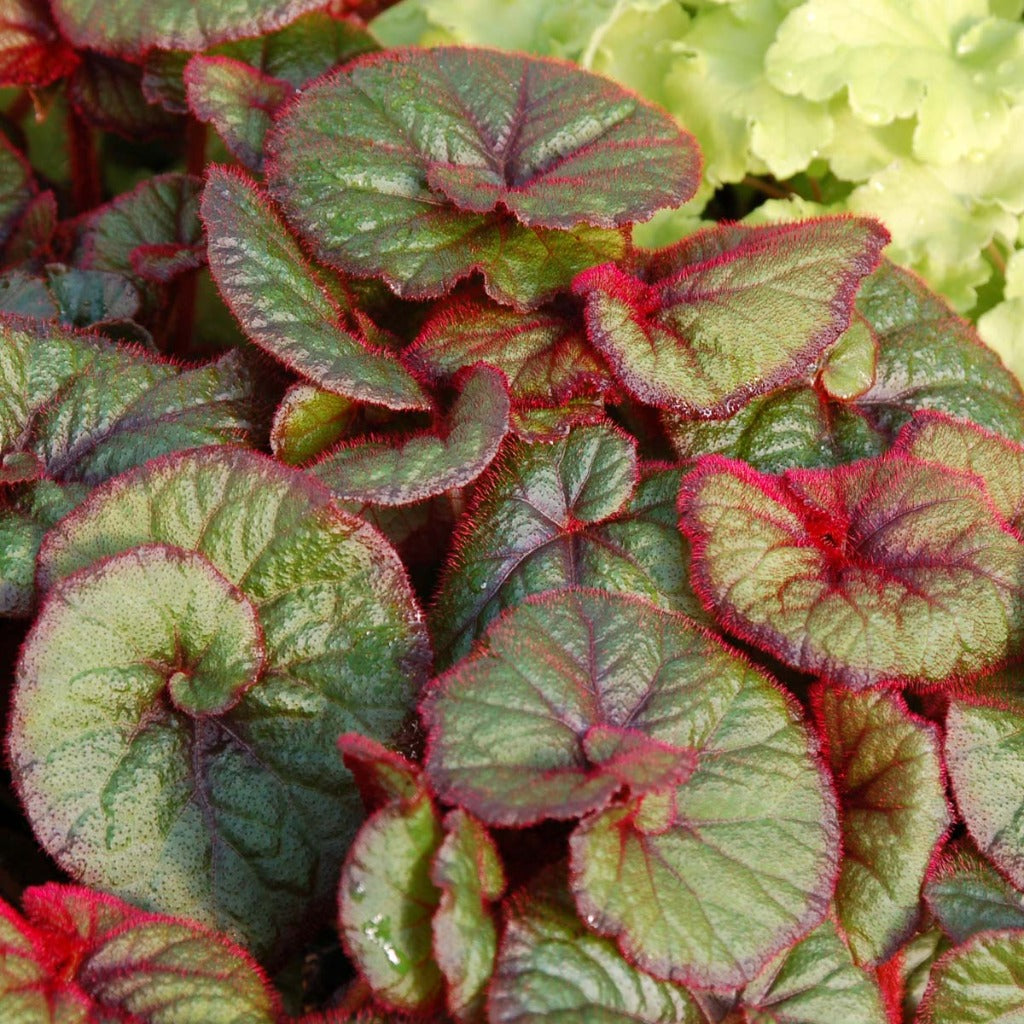 Begonia 'Curly Fireflush' - 4