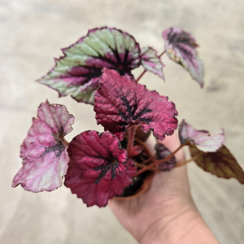 Begonia Rex - Asst (2")