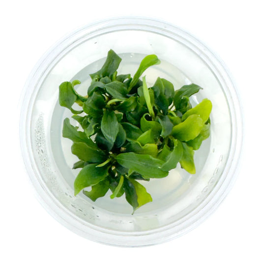 Bucephalandra green wavy