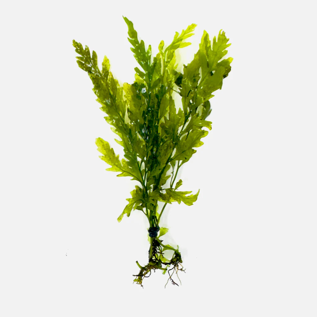 Bolbitis heudolotii