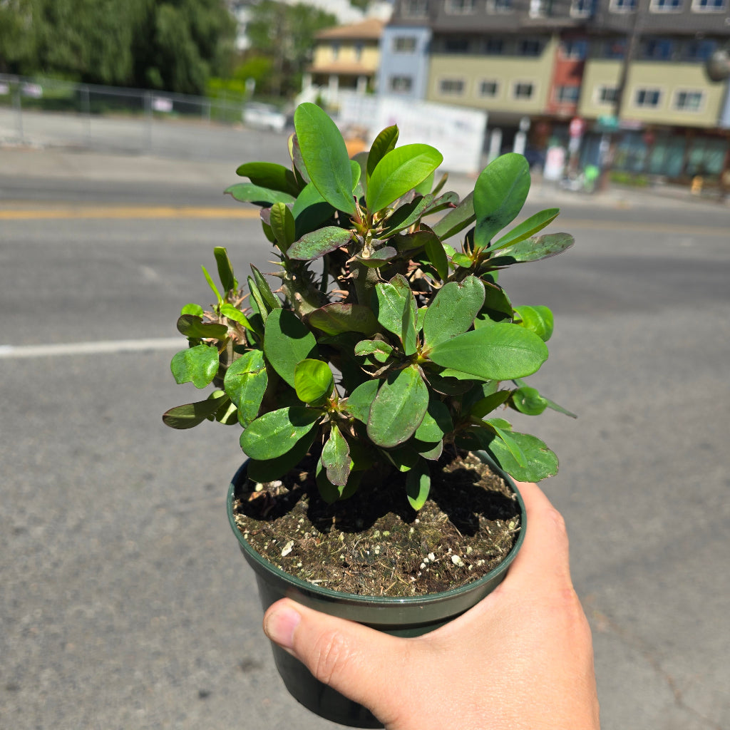 Euphorbia milii - 5" (rescue)