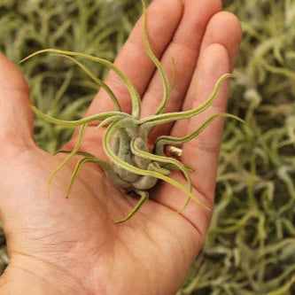 Caput medusae (4-5")