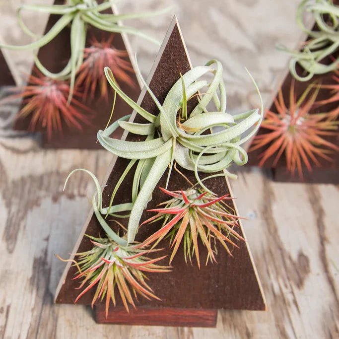 Holiday tree with airplants - assorted