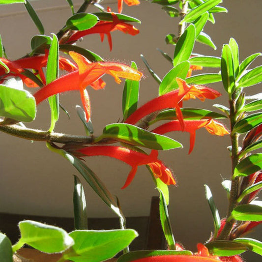 Columnea 'Kingfisher' - 4"