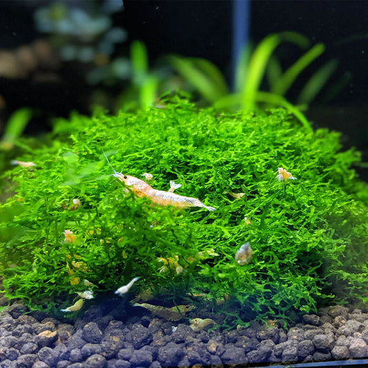 Riccardia chamedryfolia - 2"