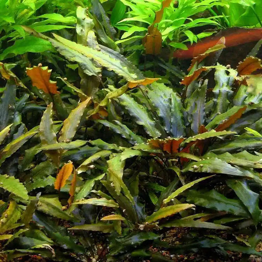 Cryptocoryne undulata - 2"