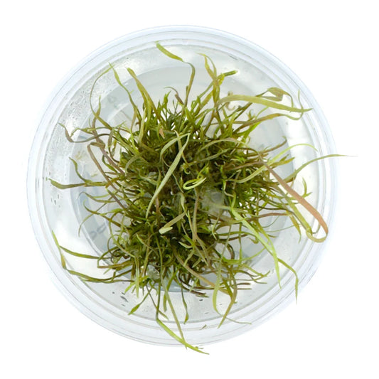 Cryptocoryne tonkinensis
