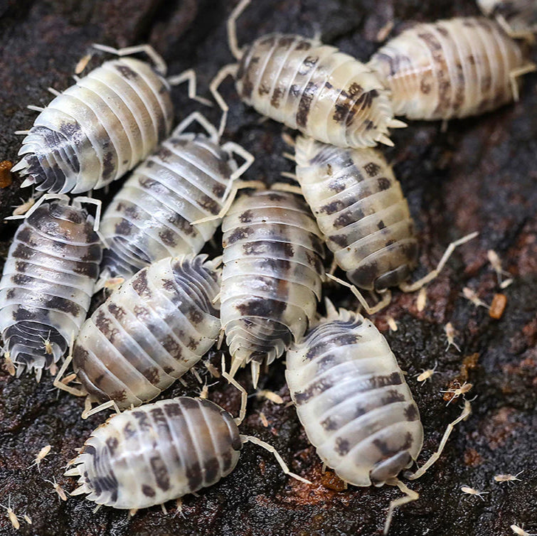 Isopods