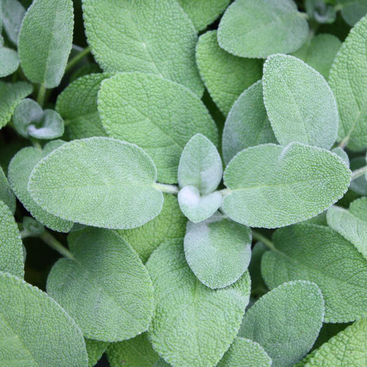 Herb - Sage Berggarten - 3.5"