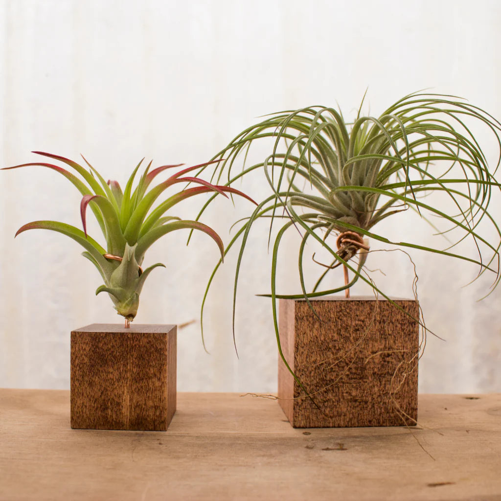 Cube Stand with airplant - assorted