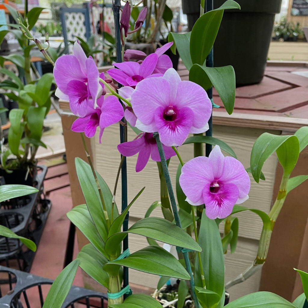 Dendrobium phalaenopsis Orchid - 4"