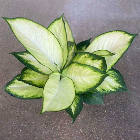Dieffenbachia 'Tropic Marianne' - 6"