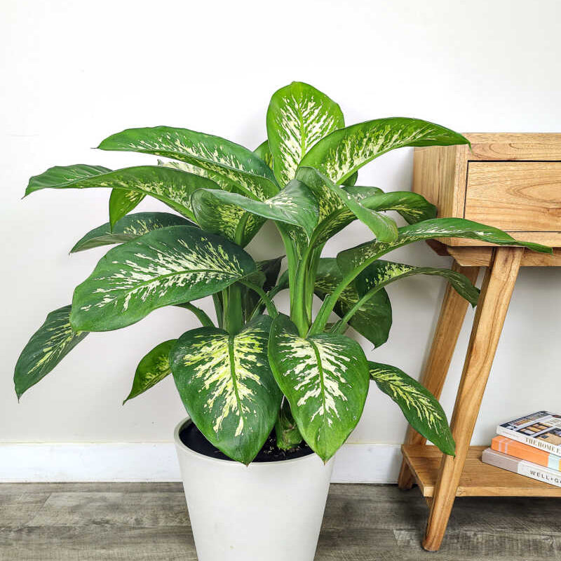 Dieffenbachia 'Tropic Snow' - 8"