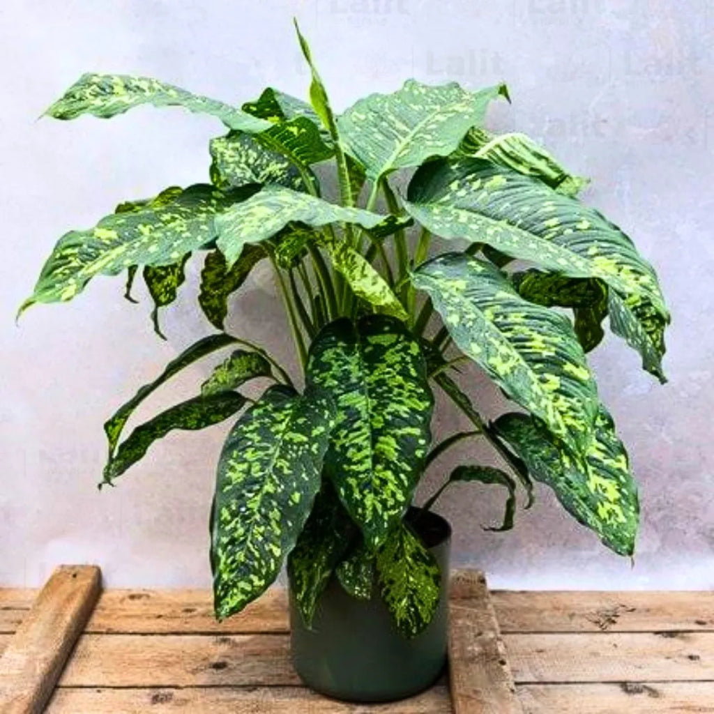 Dieffenbacha 'Cheetah' - 10"