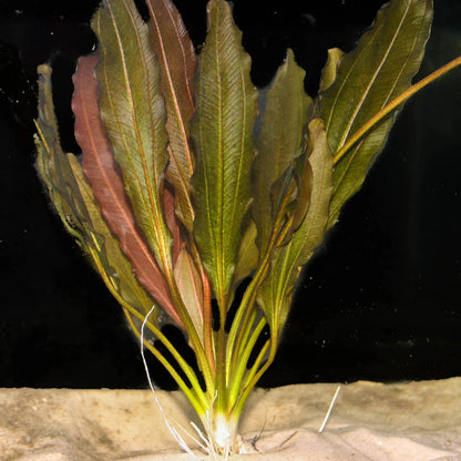 Kleiner Prinze Sword - 2"