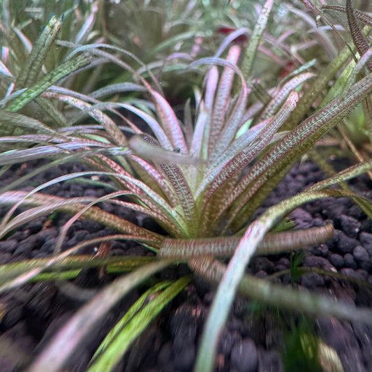 Blyxa novoguineensis