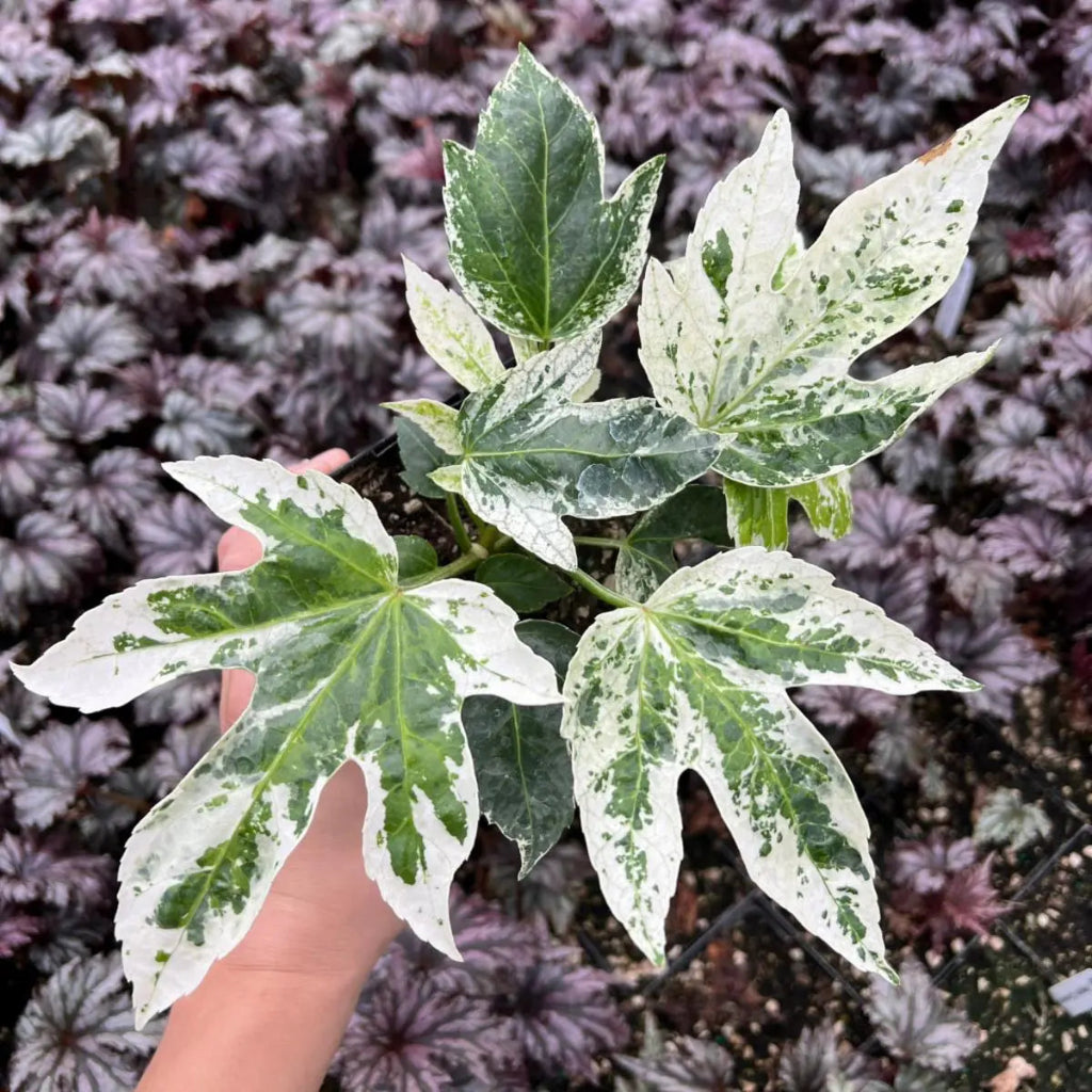 Fatsia japonica 'Variegata' - 4.5"